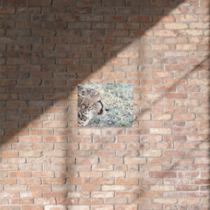 Lone Cheetah